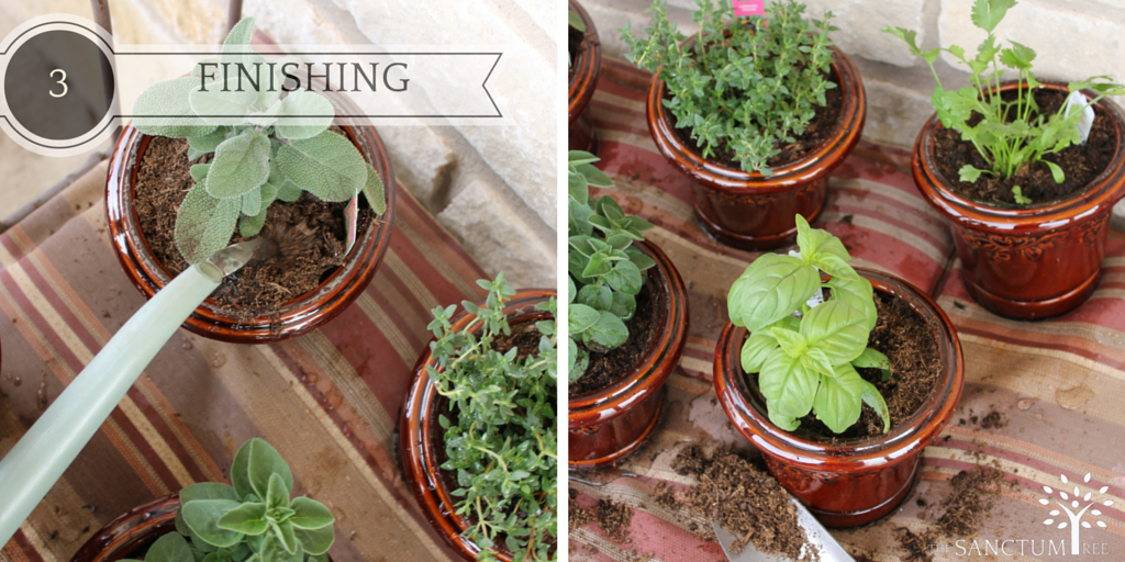 Container gardening step 3. How to plant biodegradable pots. Read more at SanctumTree.com